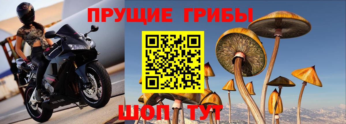 Галлюциногенные грибы Psilocybe Междуреченск